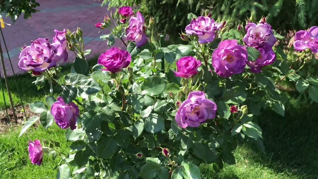 Роза голубой нил — описание, выращивание, правила посадки