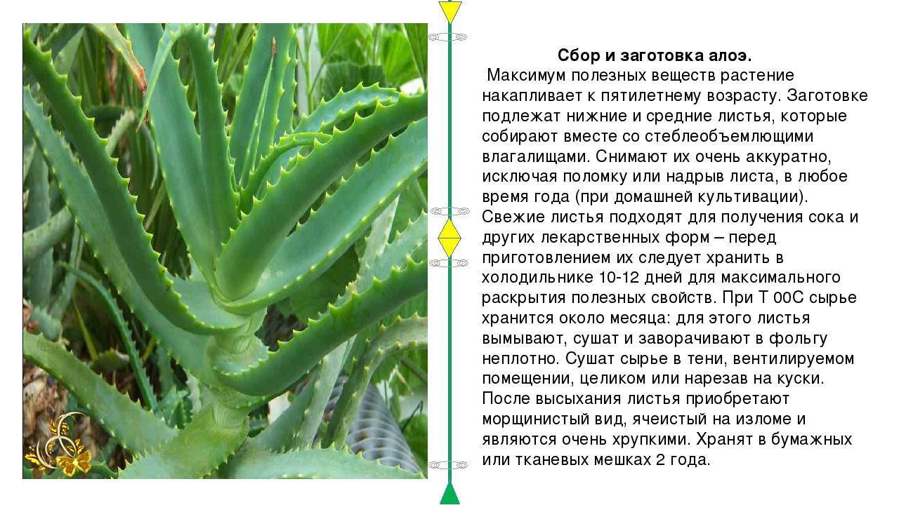 Цветок алоэ вера: описание, особенности ухода и выращивания, лечебные свойства, фото - sadovnikam.ru