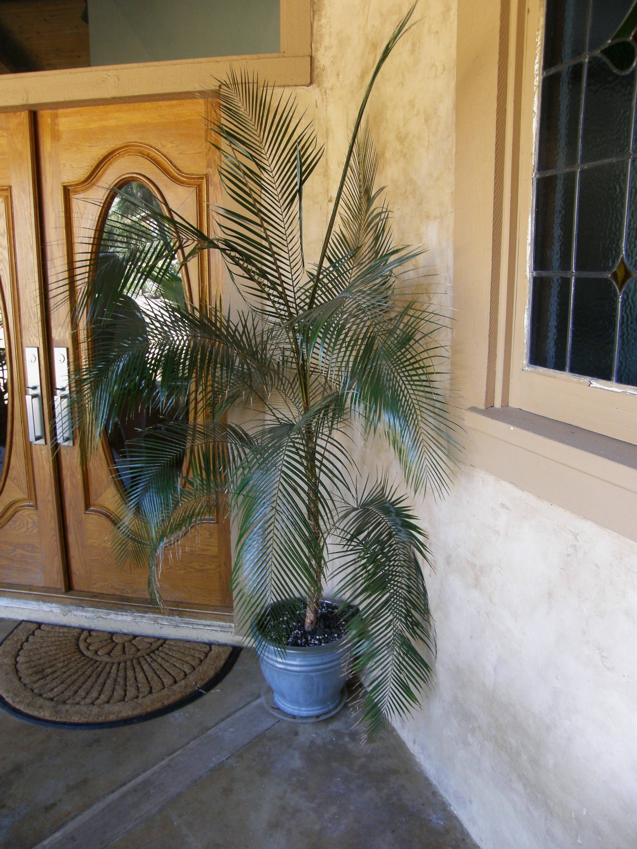 Особенности ухода за комнатными пальмами зимой » блог полезных советов