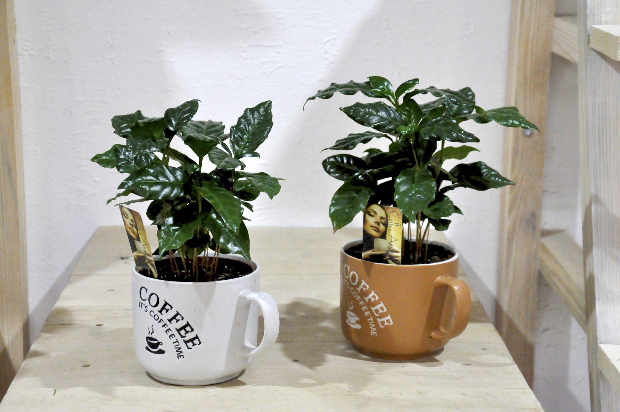 Кофейное дерево выращивание и уход в домашних условиях, сорта с фото и названиями, пересадка и размножение