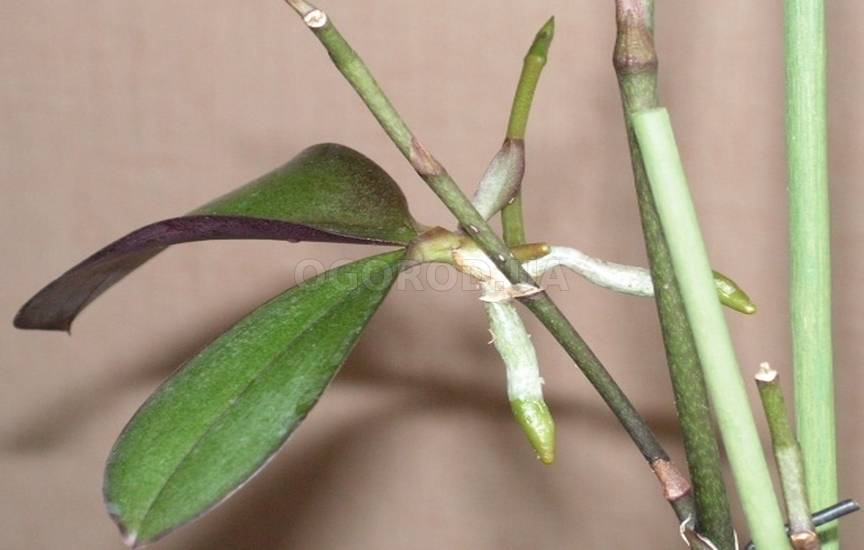 Как посадить детку орхидеи в домашних условиях: каким образом правильно отделить отросток, который образовался на цветоносе и переселить его в подходящий горшок?