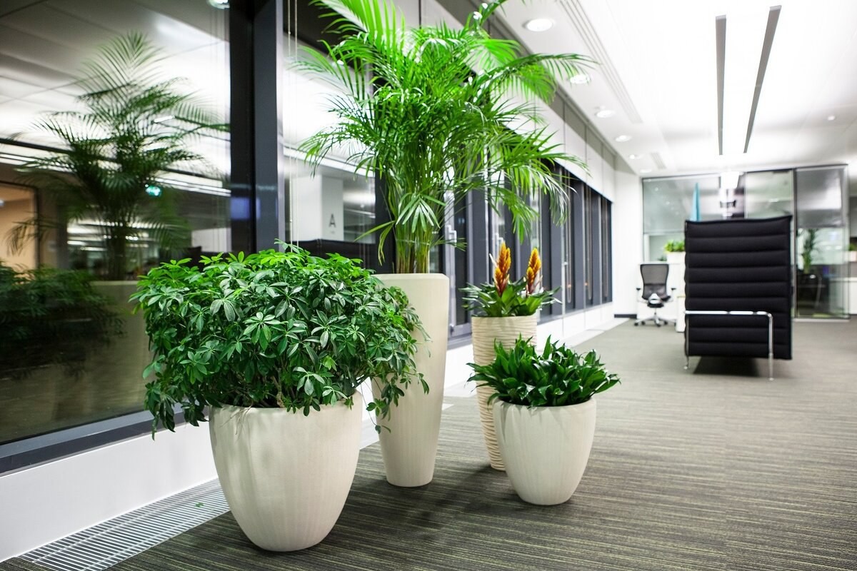 Лучшие неприхотливые растения для офиса. список комнатных с фото и описанием