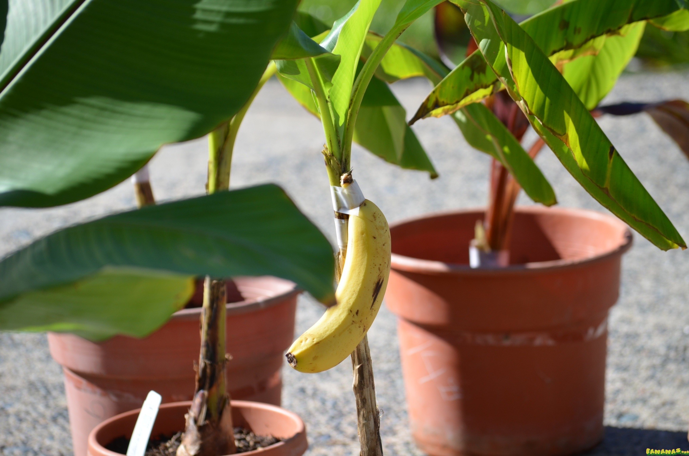Как посадить бананы комнатные дома и в открытом грунте: как правильно ухаживать