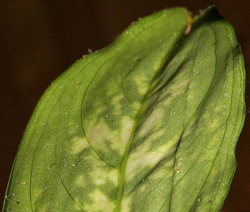 Почему у диффенбахии листья желтеют и сохнут