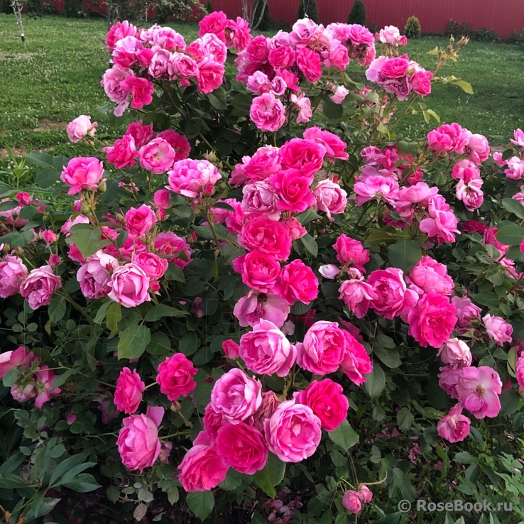 Парковая роза посадка и уход в открытом грунте канадские и английские парковые розы фото