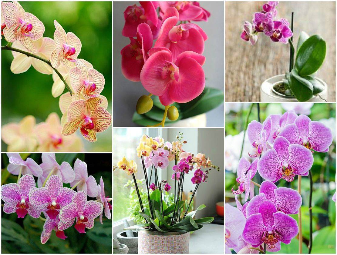 Почему не цветет орхидея: причины, по которым ваша красавица уже долго выпускает в домашних условиях только новые листья или корни, а бутоны у нее растут плохо