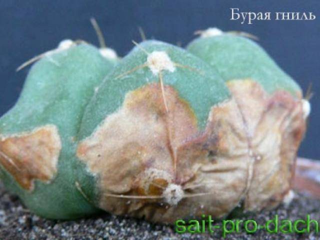 Болезни кактусов и их лечение: фото, что делать, если растение начало гнить снизу, почему оно желтеет