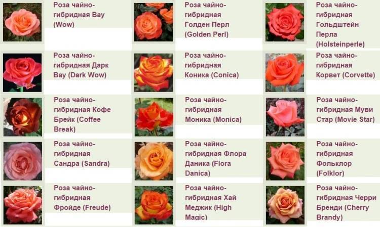 Роза флорибунда румба (rumba): описание повторноцветущего сорта, характеристики, посадка и уход