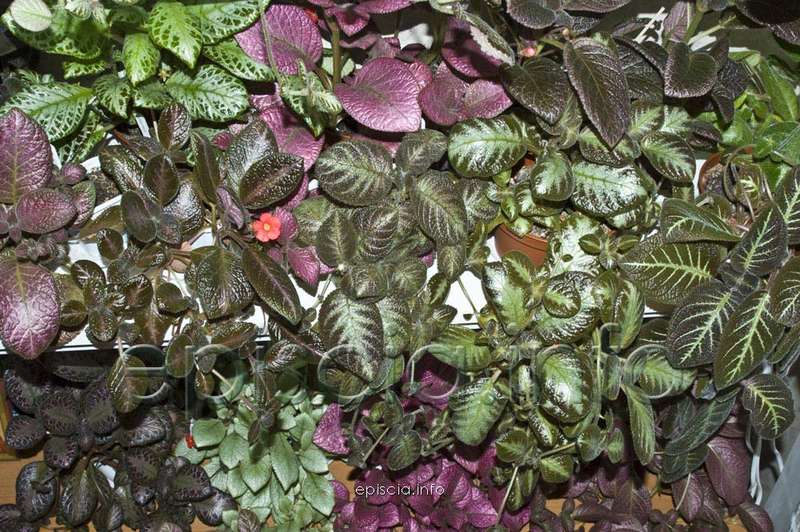 Эписция (56 фото): уход в домашних условиях, размножение, каталог видов, сортов цветка lilacina viridis, kee wee