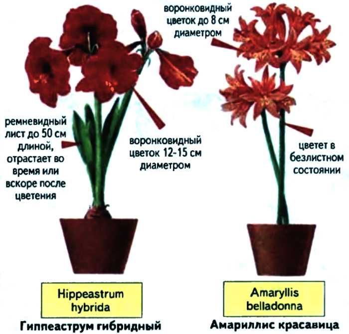 Отличия амариллиса и гиппеаструма: описание, название и фото одного и другого цветка, и в чем разница этих похожих растений, как выглядят, каково строение, всхожесть семян, аромат?