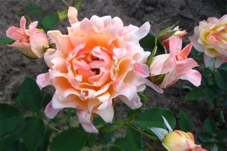 Розы флорибунда, что это такое, как сажать и ухаживать? бесподобные кружевные розы роза раффлз дрим энциклопедия роз