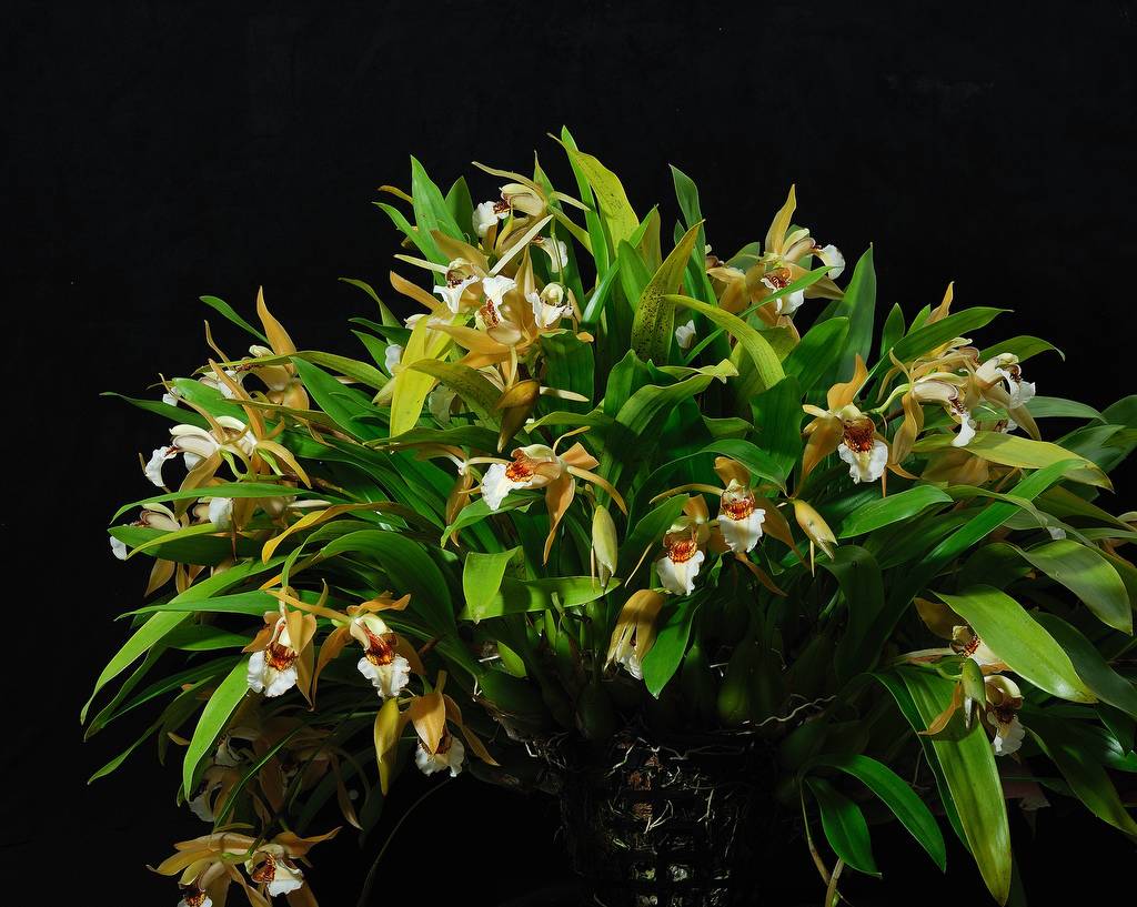 Орхидея целогина: посадка и уход, размножение, пересадка
