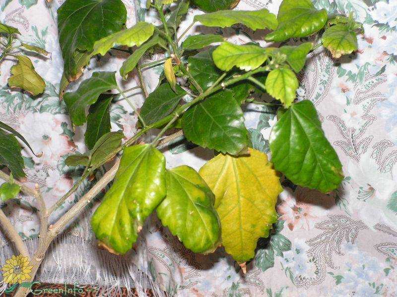 ᐉ почему у гибискуса желтеют листья – полив, свет, болезни, вредители - roza-zanoza.ru