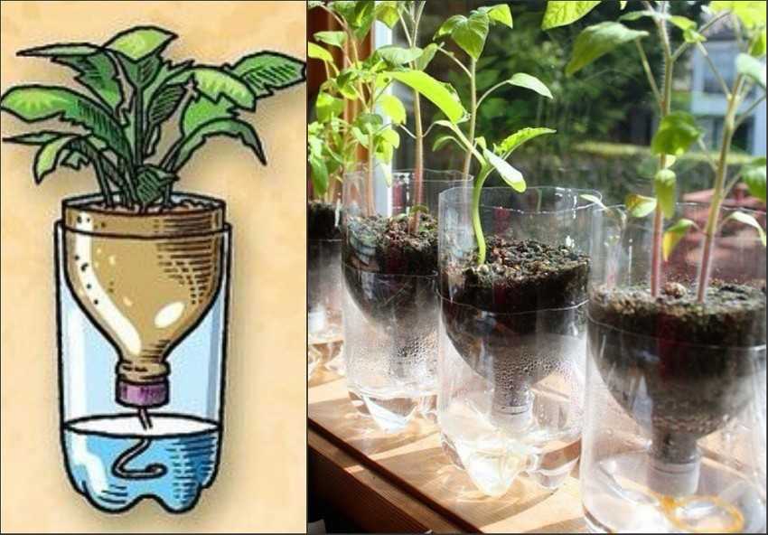 10 засухоустойчивых комнатных растений
