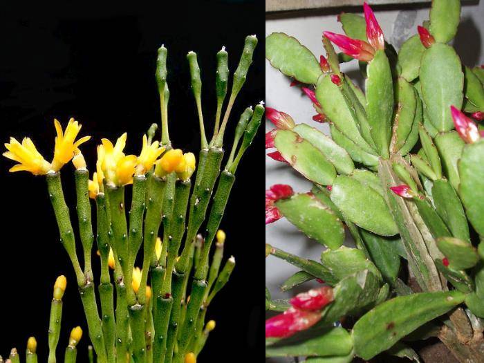 Рипсалис и хатиора: отличия растений и почему считают, что это одно и то же, чем они не похожи в уходе и размножении, как распознать цветы?