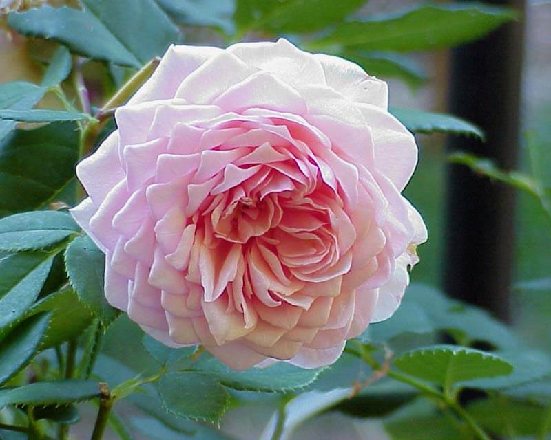 Описание английской сортовой розы вильям моррис: выращивание плетистого цветка