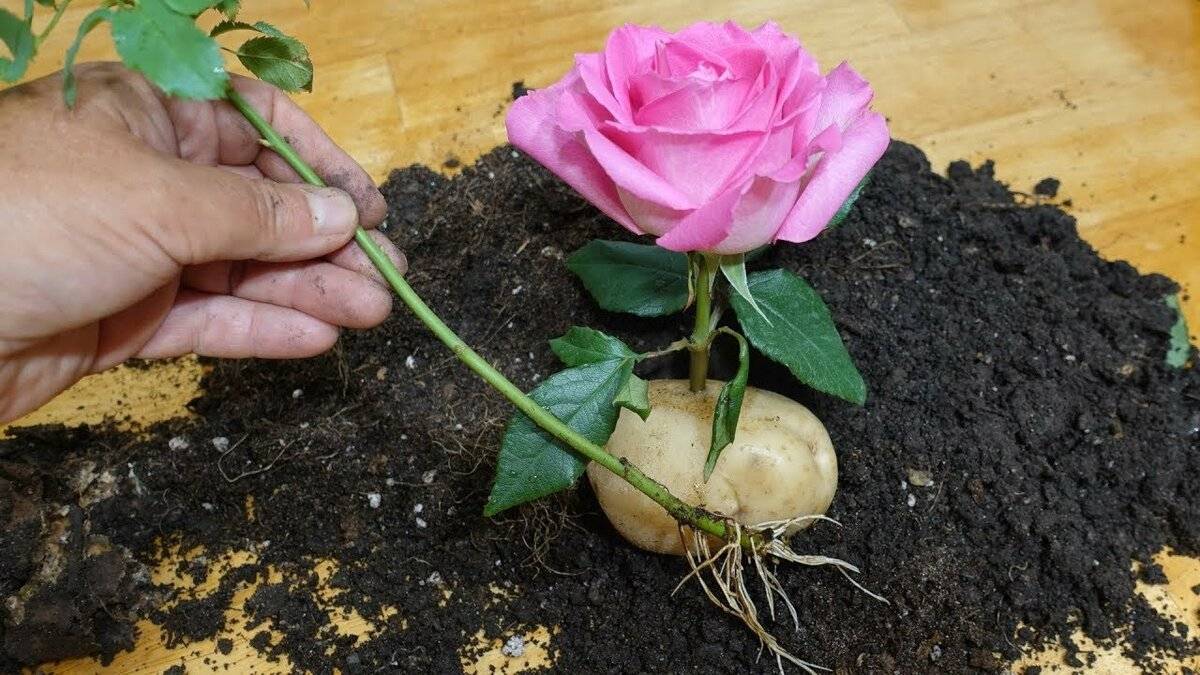 Маленькие розы: особенности выращивания миниатюрных видов