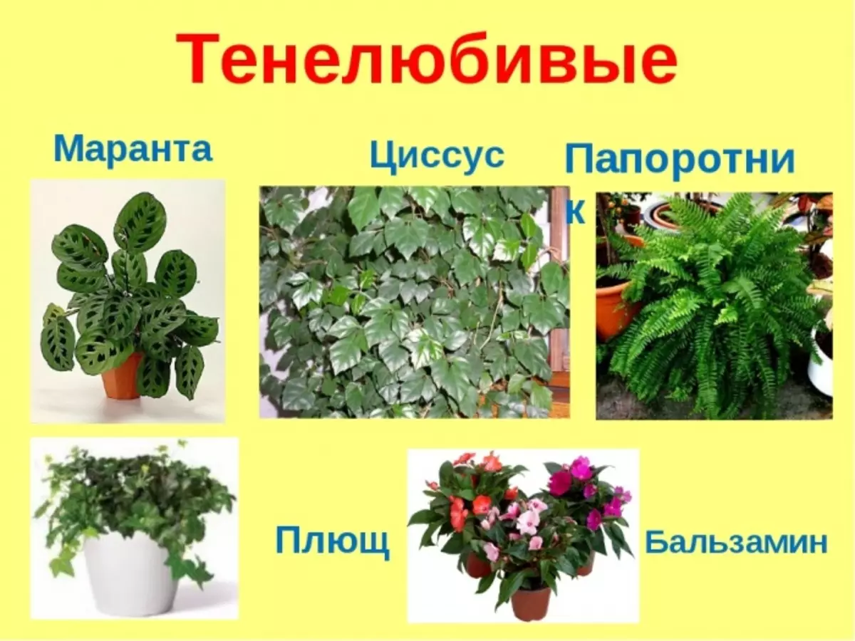 Самые теневыносливые комнатные растения: особенности и названия