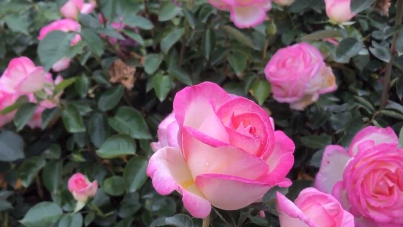 Роза принцесса монако — описание, посадка, правила ухода