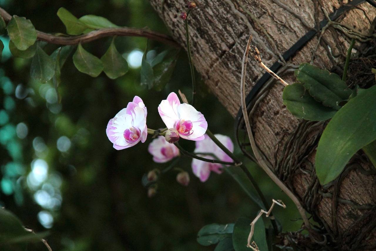 Орхидея в природе: где наиболее благоприятная среда для произрастания, чем отличается от домашнего цветка и какие виды наиболее распространены