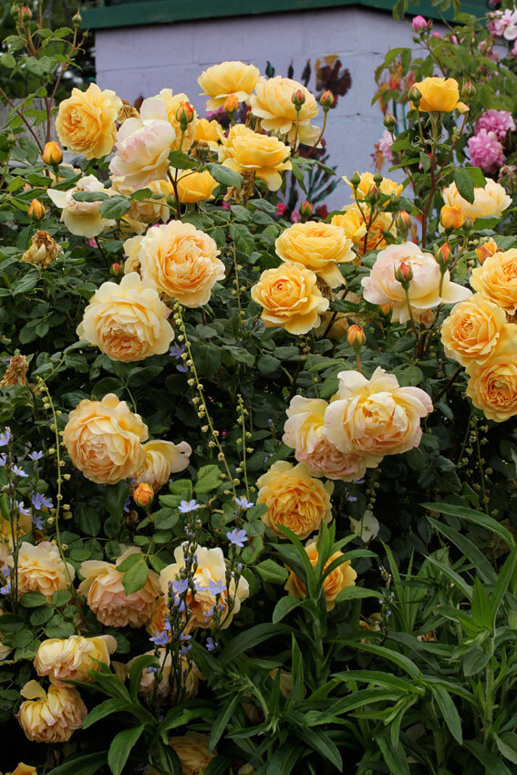 Роза голден селебрейшен (golden celebration): фото, отзывы, описание, характеристики.