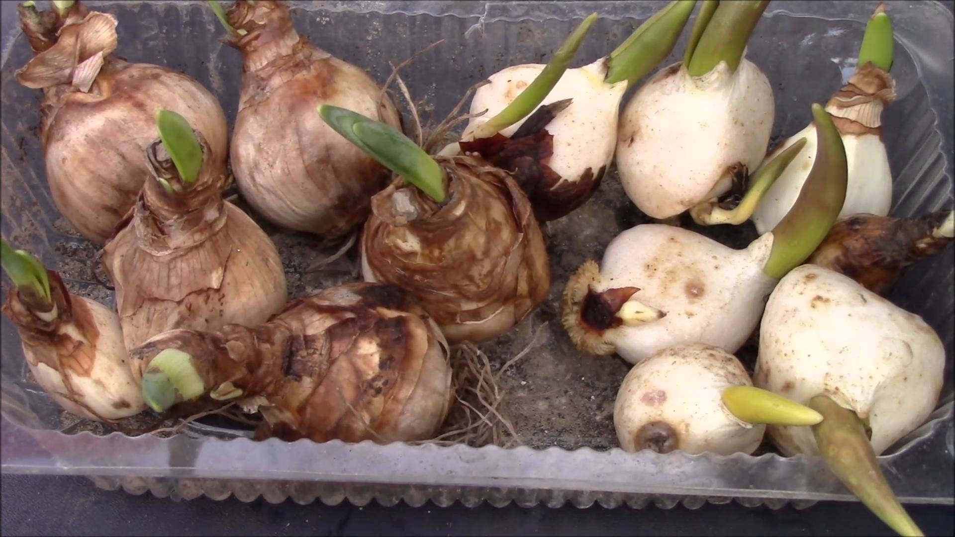 Как сохранить луковицы нарцисса после выкапывания на зиму — выкопка каждый год