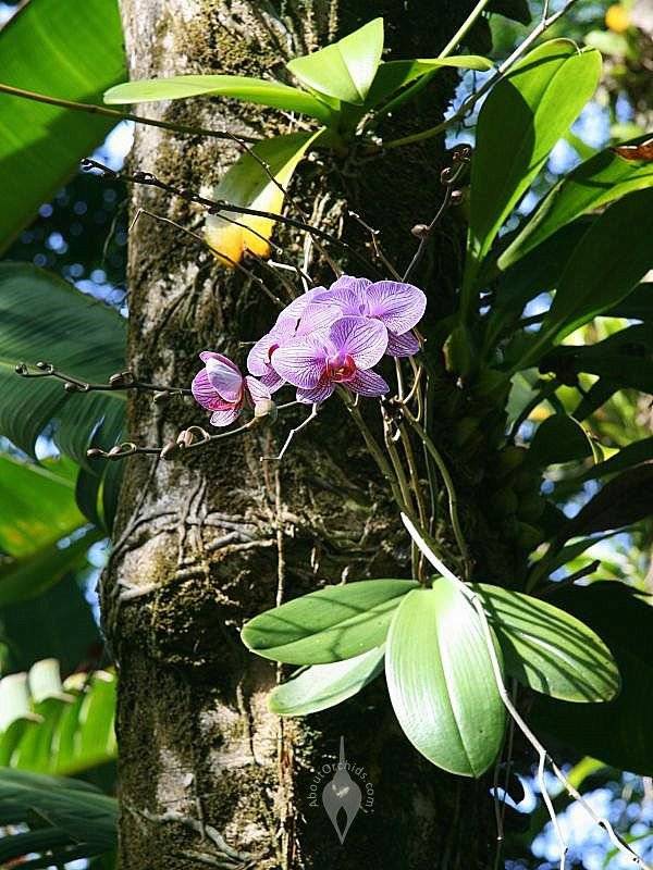 Что такое фаленопсис: где находится родина орхидеи и что это за цветок?