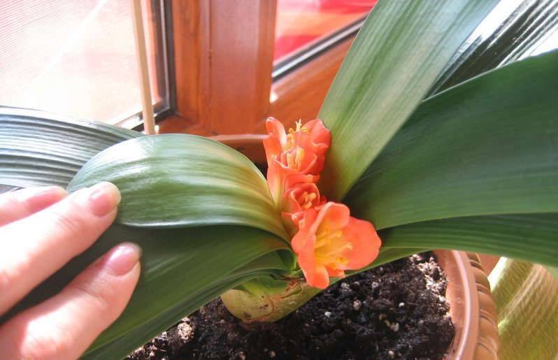 Кливия: уход за цветком в домашних условиях, пересадка
