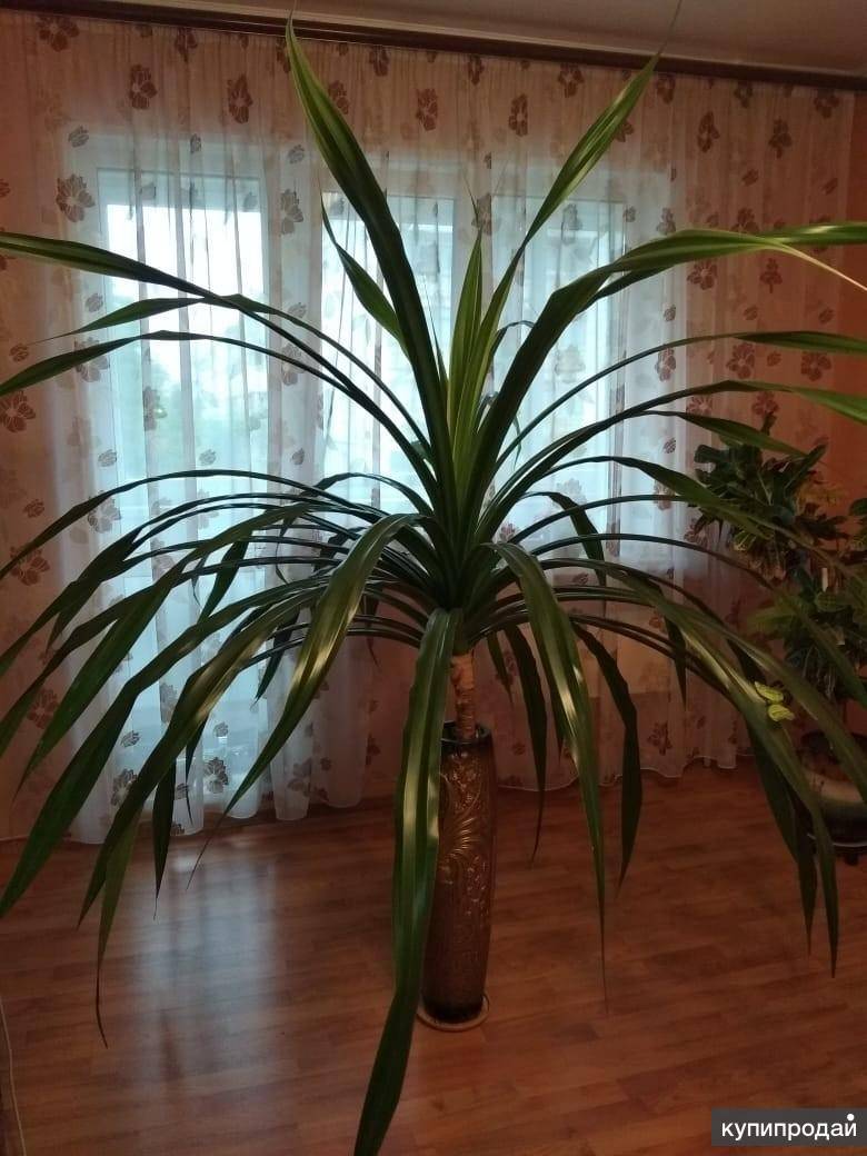Панданус: винтовая пальма на воздушных корнях. рекомендации по уходу в домашних условиях