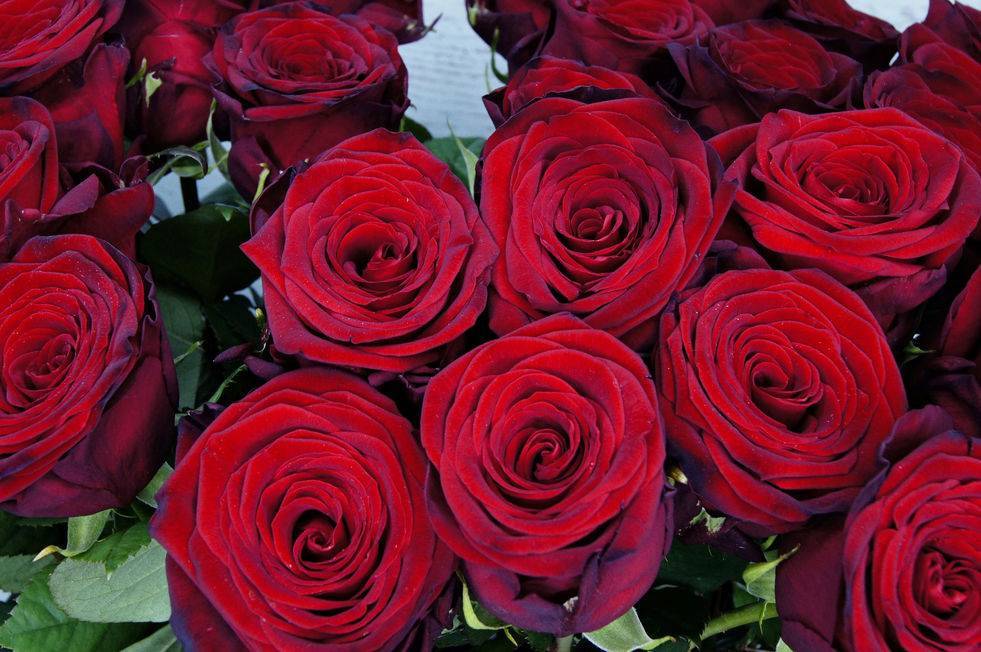 Роза ред наоми: описание и фото сорта, история возникновения, цветение и использование в ландшафтном дизайне, уход и размножение, болезни и вредители