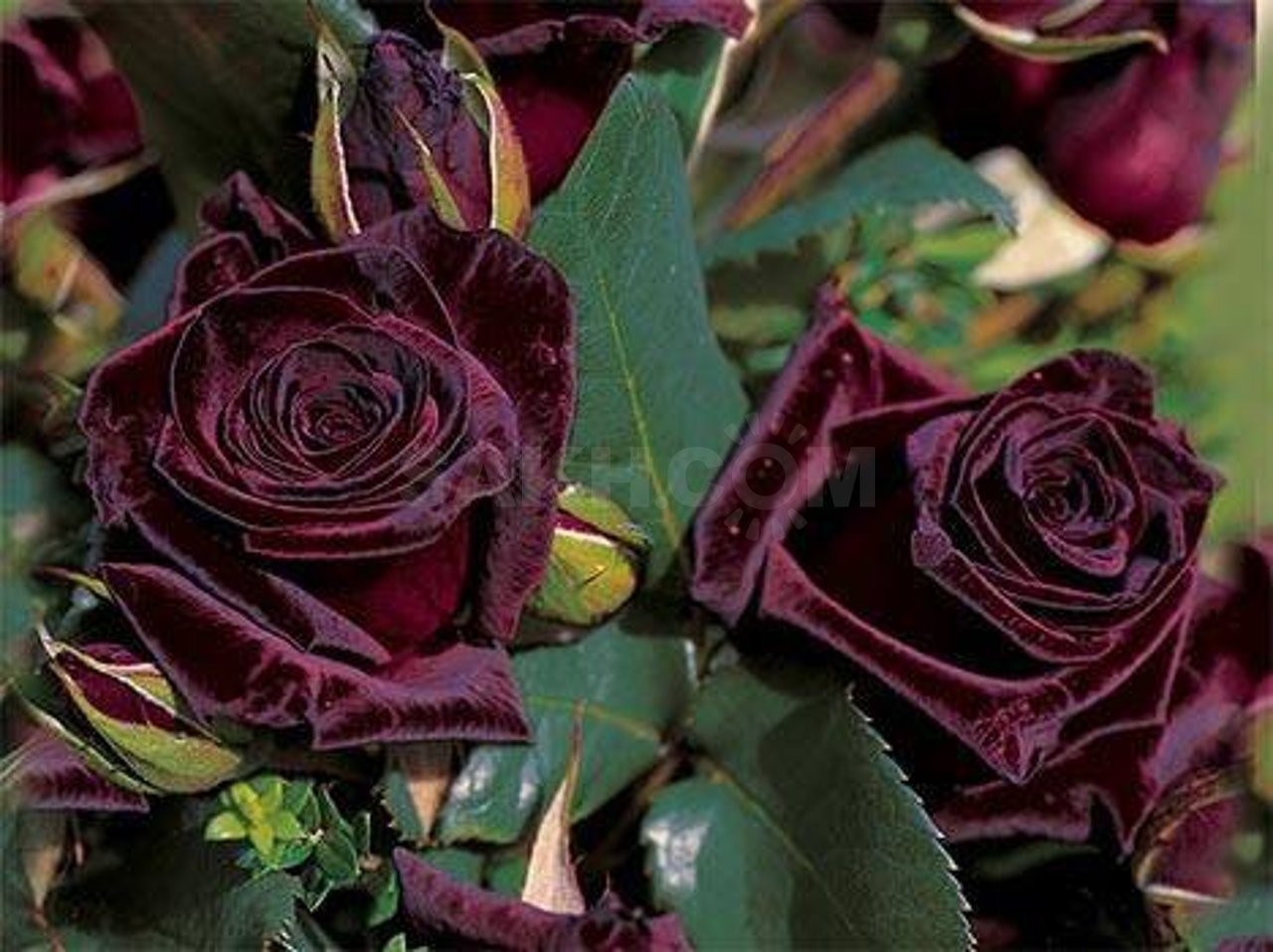 Роза черный принц: фото и описание чайно-гибридного сорта, особенности выращивания и уход