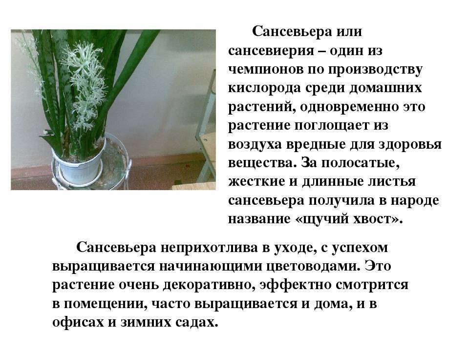 Цветы в доме: приметы и суеверия, вопросы о магических свойствах растений