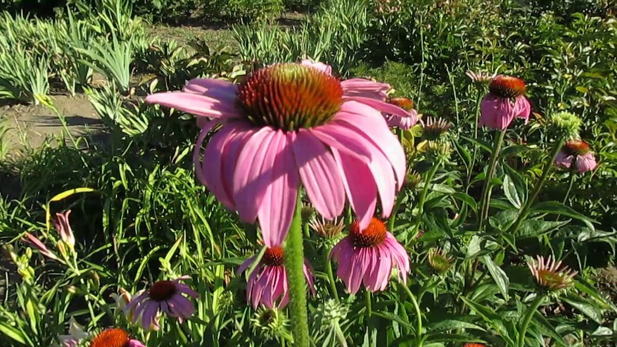 Эхинацея — популярное растение для вашего цветника: сорта с фото и все секреты выращивания