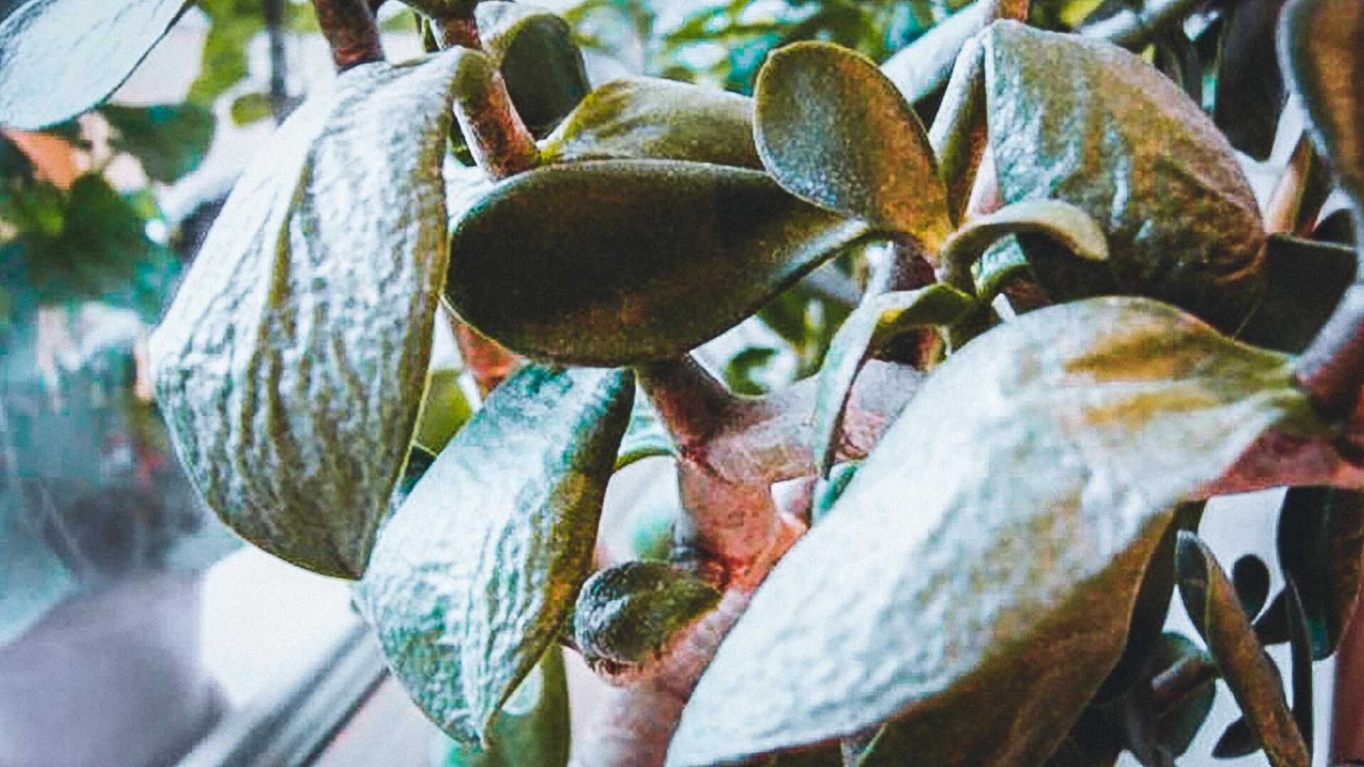 Мягкие листья у денежного дерева: что делать, если они стали вялыми и сморщились, почему это происходит с толстянкой, в том числе зимой, и причины, уход за крассулой