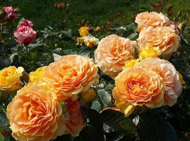 Роза флорибунда посадка и уход в открытом грунте розы флорибунда сорта фото описание и названия