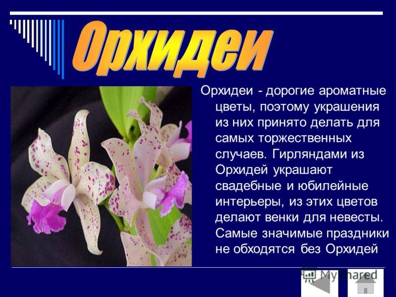 Цветок черная орхидея: как выглядит на фото, история, виды