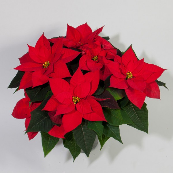 Цветок пуансетия (рождественская звезда): уход в домашних условиях