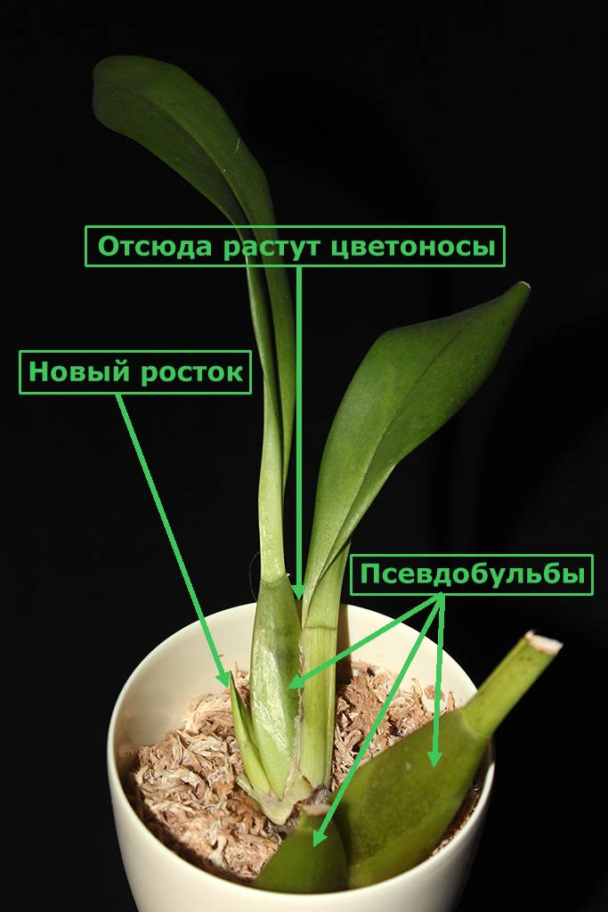 Псевдобульба и бульба у орхидей - что это, их фото и отличия: каких форм бывает, как ухаживать за симподиальными растениями