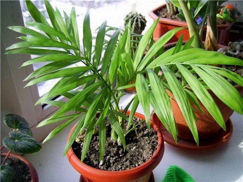 Пальма хамедорея: размножение в домашних условиях семенами и отростками