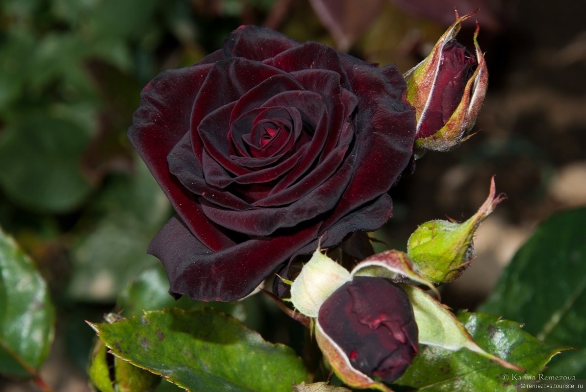 Роза черный принц: особенности выращивания сорта