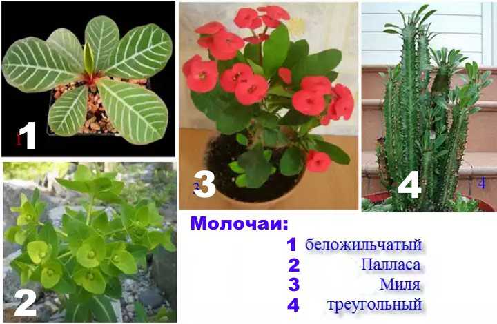 Растения, за которыми нетрудно ухаживать. какие есть неприхотливые комнатные цветы?