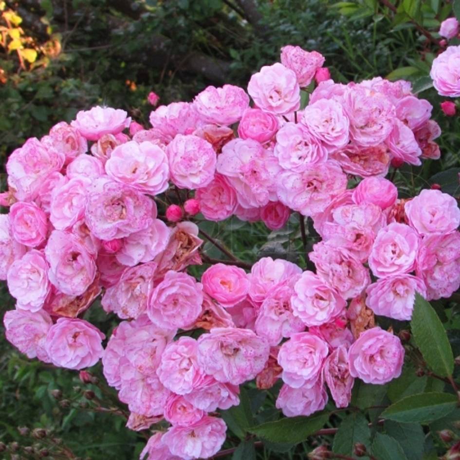 О розе heavenly pink: описание и характеристики сорта, выращивание мускусной розы