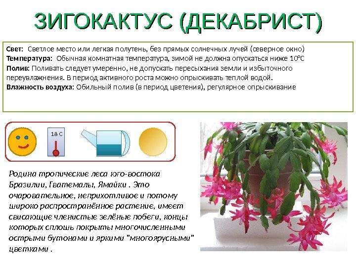 Цветок эхмея — уход и размножение в домашних условиях
