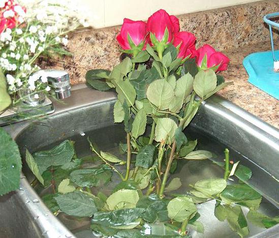 Как реанимировать розы в вазе с водой, если они вянут, когда требуется оживить завядшие цветы, в каком случае спасти не получится?