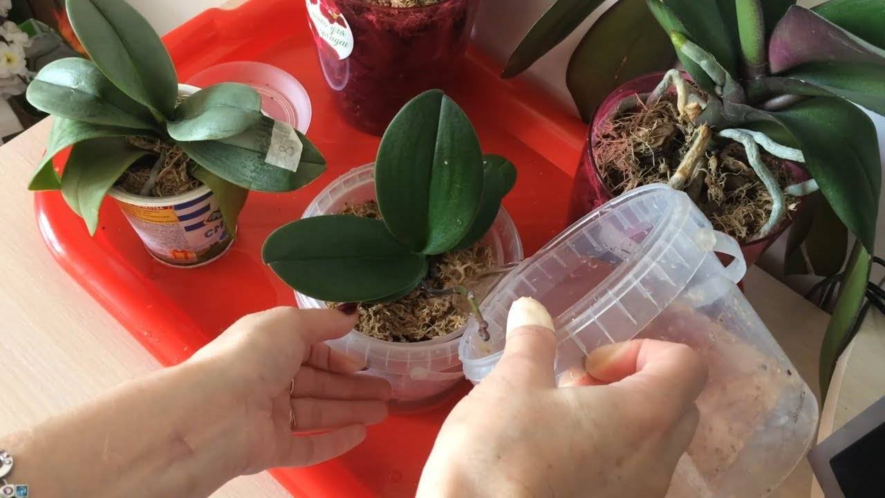 Правила полива орхидеи в домашних условиях: лучшие способы