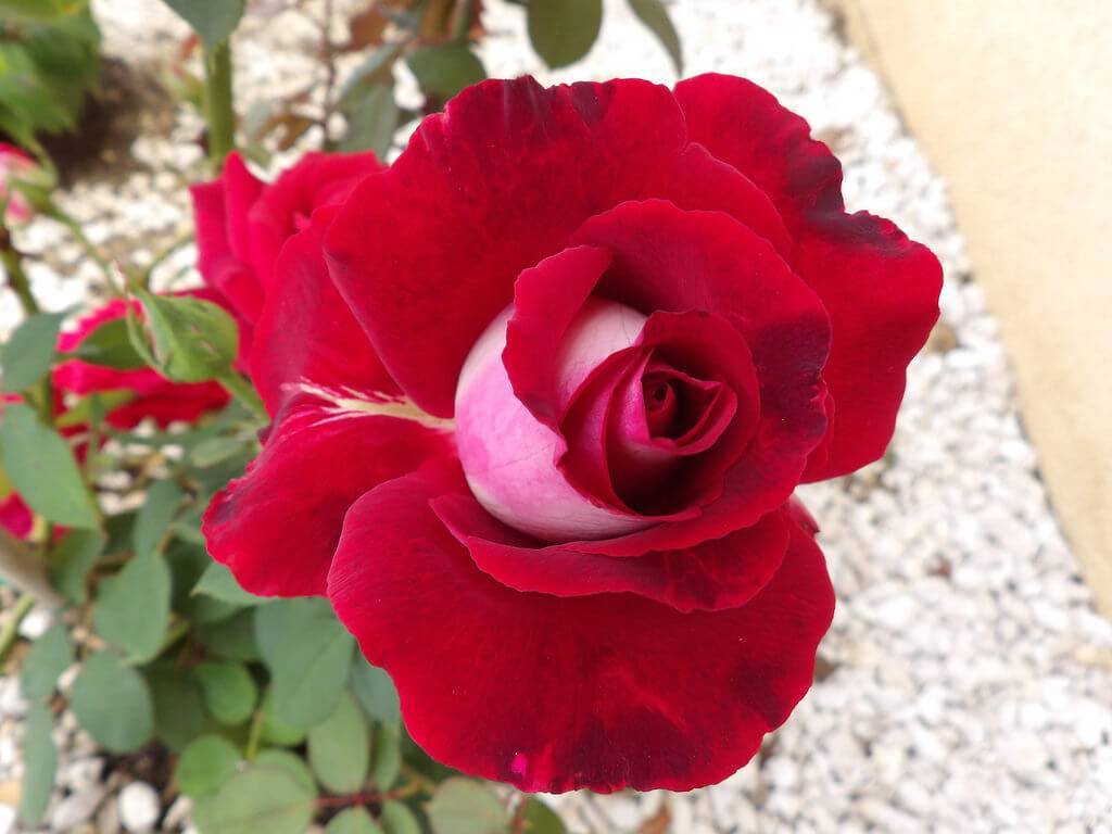 Розы осирия чайно-гибридный сорт - описание и уходэнциклопедия роз — сорта, описание и фото