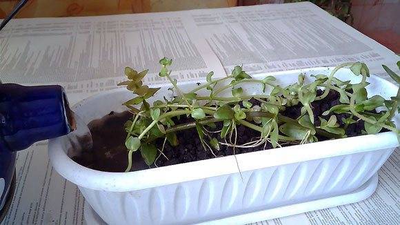 Бакопа ампельная: выращивание из семян, посадка и уход в домашних условиях и саду, фото