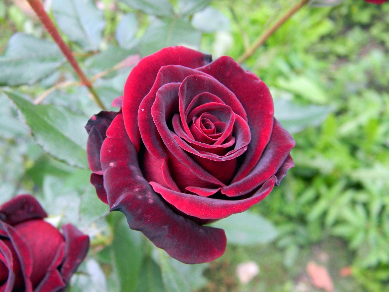 Роза чайно-гибридная черный принц: фото, описание, условия содержания