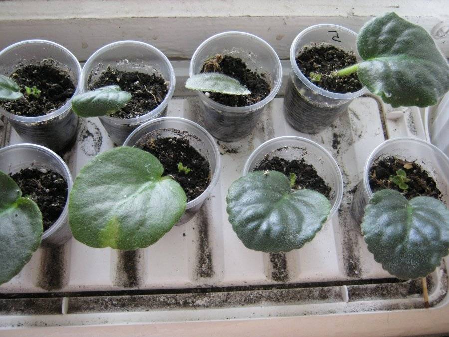 Уход за узамбарскими фиалками уход в домашних условиях: посадка, выращивание и полив сенполий с фото