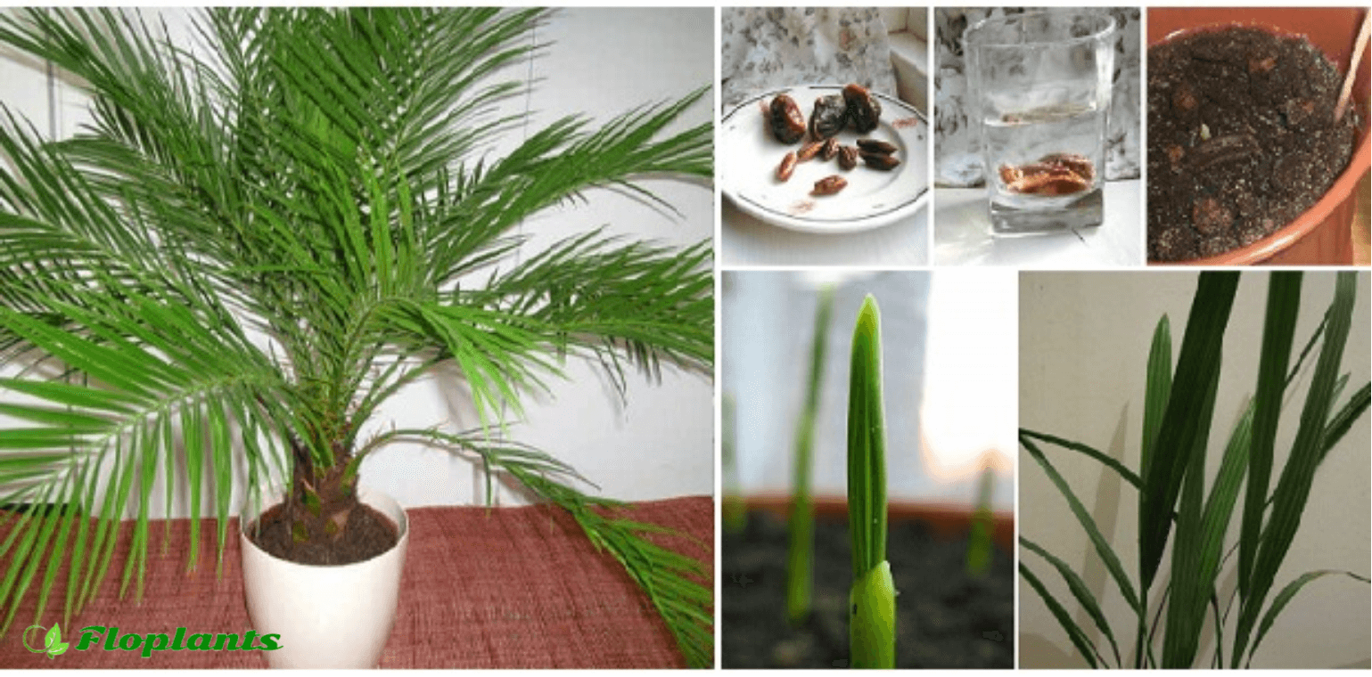 Комнатная финиковая пальма. уход и выращивание. фото — ботаничка